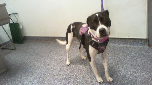 Shelter Stray Female Dog last seen CHARLOTTE, 8315 Byrum Dr, Charlotte, NC 28217, USA