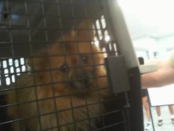 Shelter Stray Male Dog last seen CHARLOTTE, 8315 Byrum Dr, Charlotte, NC 28217, USA