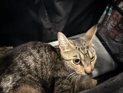 Shelter Stray Female Cat last seen CHARLOTTE, 8315 Byrum Dr, Charlotte, NC 28217, USA