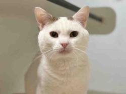 Shelter Stray Male Cat last seen WASHINGTON / SEARCH WARRANT, 2481 Palomar Airport Rd, Carlsbad, CA 92011, USA