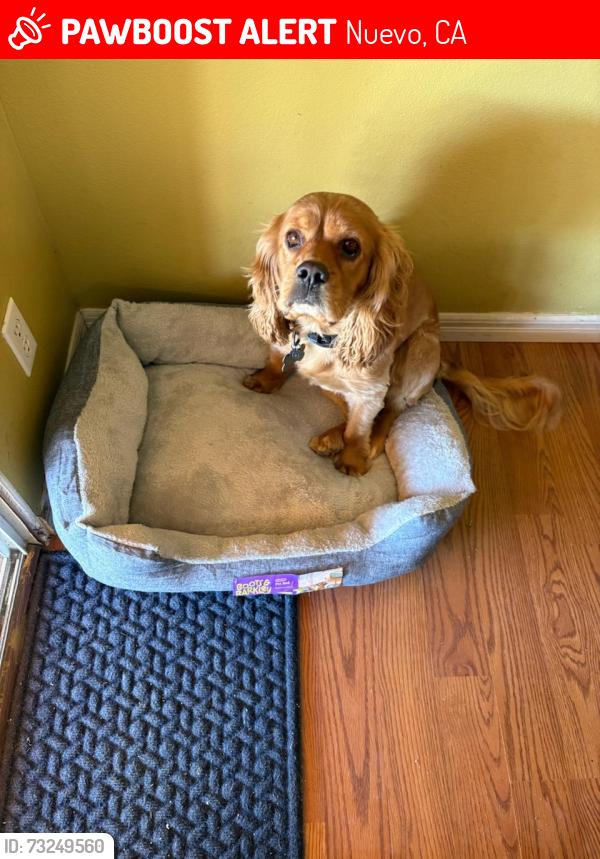 Lost Male Dog last seen Yucca Ave, Nuevo, CA 92567