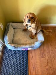 Lost Male Dog last seen Yucca Ave, Nuevo, CA 92567