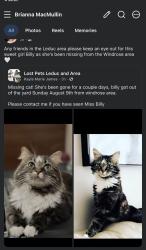 Lost Female Cat last seen Near eleven, Leduc, AB T9E 8S7