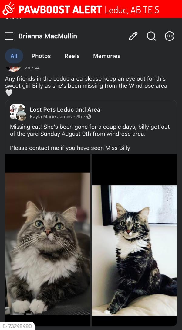 Lost Female Cat last seen Near eleven, Leduc, AB T9E 8S7