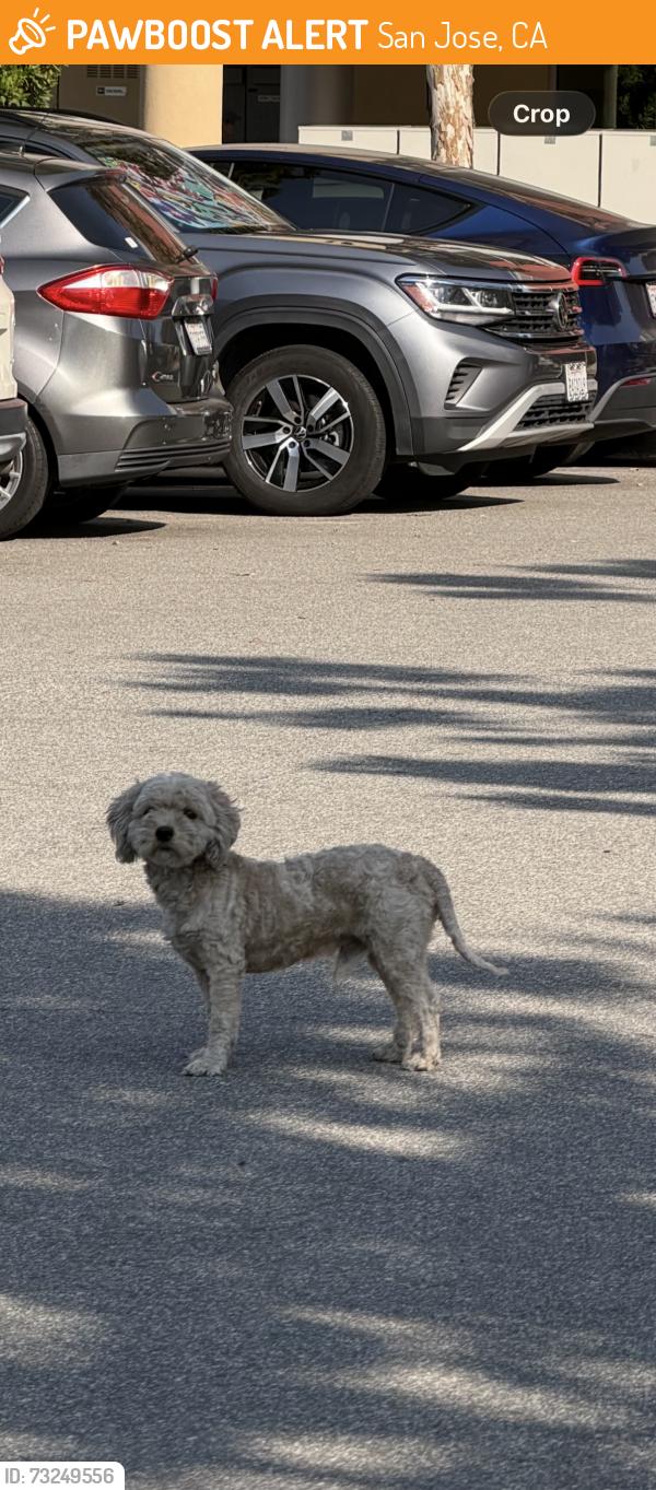 Found/Stray Male Dog last seen Jackson and McKee, San Jose, CA 95116