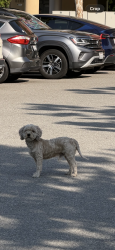 Found/Stray Male Dog last seen Jackson and McKee, San Jose, CA 95116
