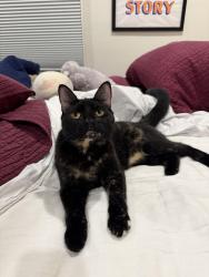 Lost Female Cat last seen Eagle Rock View Drive and Patrician Way, Los Angeles, CA 90041