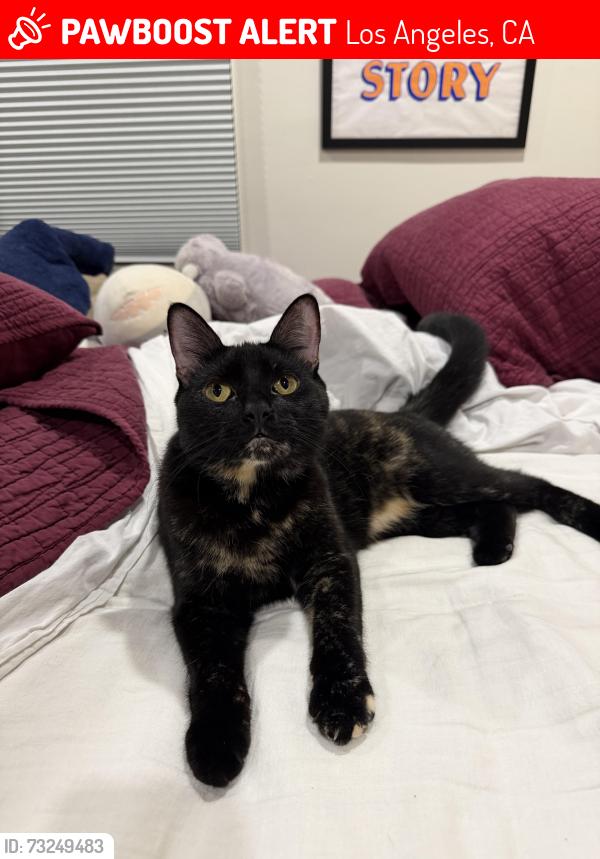 Lost Female Cat last seen Eagle Rock View Drive and Patrician Way, Los Angeles, CA 90041