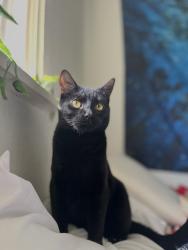 Lost Male Cat last seen Near block of east side potter valley rd, Potter Valley, CA 95469