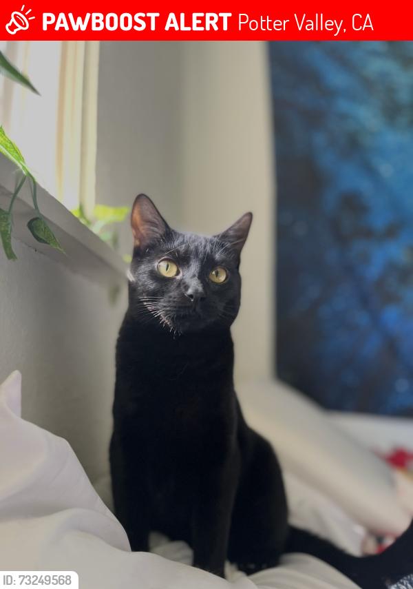 Lost Male Cat last seen Near block of east side potter valley rd, Potter Valley, CA 95469