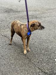 Found/Stray Unknown Dog last seen CROSSWINDS CT, North Fayette Township, PA 15108