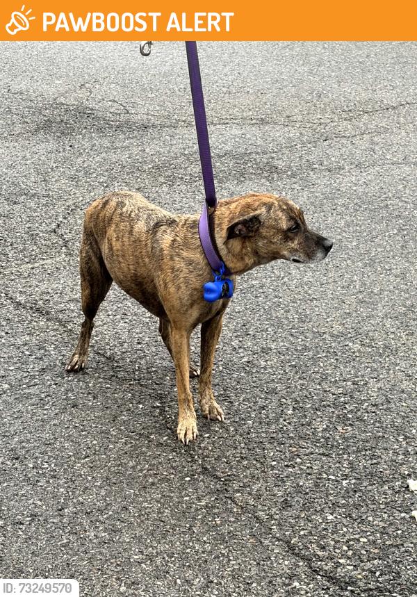Found/Stray Unknown Dog last seen CROSSWINDS CT, North Fayette Township, PA 15108