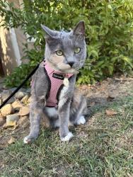 Reunited Female Cat last seen S Lincoln Ave / S mollison ave, El Cajon, CA 92021