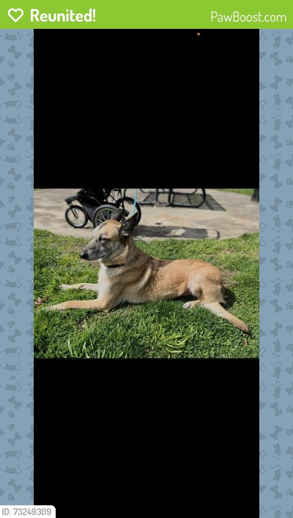 Reunited Female Dog last seen Lodi, CA, USA, Lodi, CA 95258