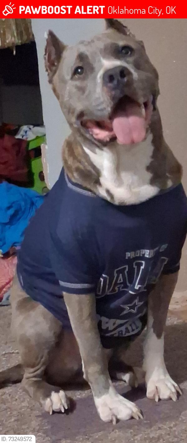 Lost Male Dog last seen Shields and Grand Boulevard, Oklahoma City, OK 73129