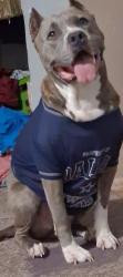 Lost Male Dog last seen Shields and Grand Boulevard, Oklahoma City, OK 73129