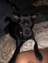 Lost Female Dog last seen Reno and tinker diagonal, Oklahoma City, OK 73129