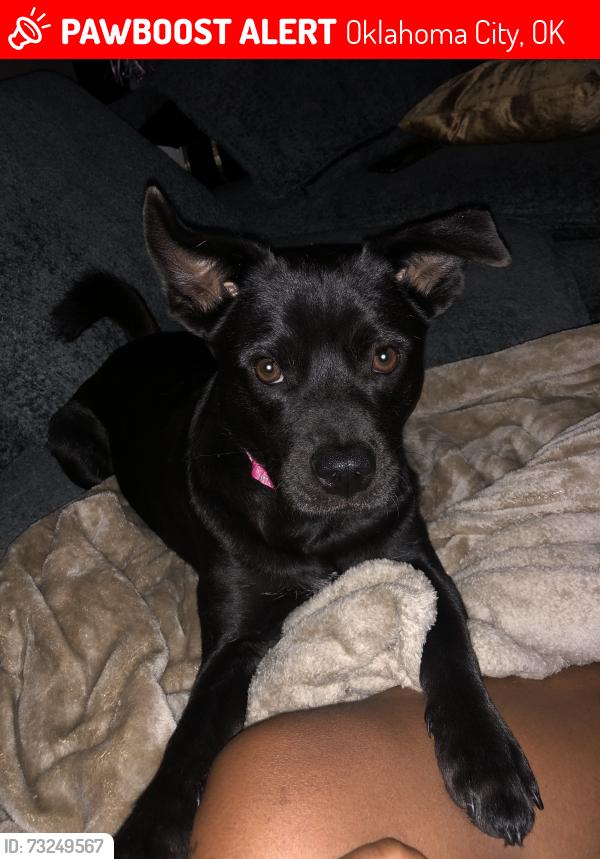 Lost Female Dog last seen Reno and tinker diagonal, Oklahoma City, OK 73129