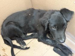 Found/Stray Unknown Dog last seen found in an neighborhood off of old wilkerson road in west rome, Rome, GA 30165
