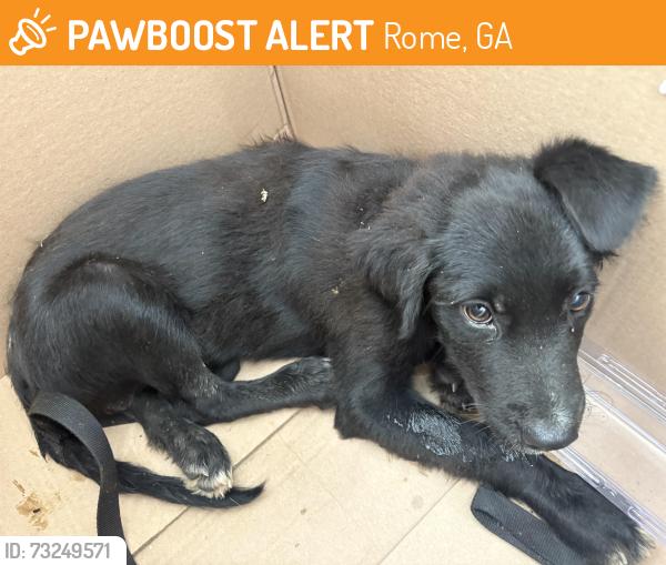 Found/Stray Unknown Dog last seen found in an neighborhood off of old wilkerson road in west rome, Rome, GA 30165