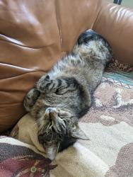 Lost Female Cat last seen S Western ave and Sangamon, Champaign, IL 61821