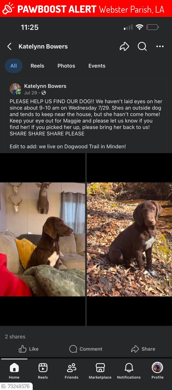 Lost Female Dog last seen dogwood trail minden la, Webster Parish, LA 71055