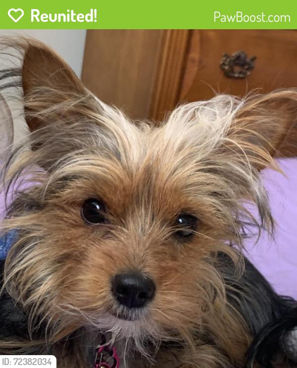 Reunited Female Dog last seen Pulaski and Payson, Baltimore, MD 21223
