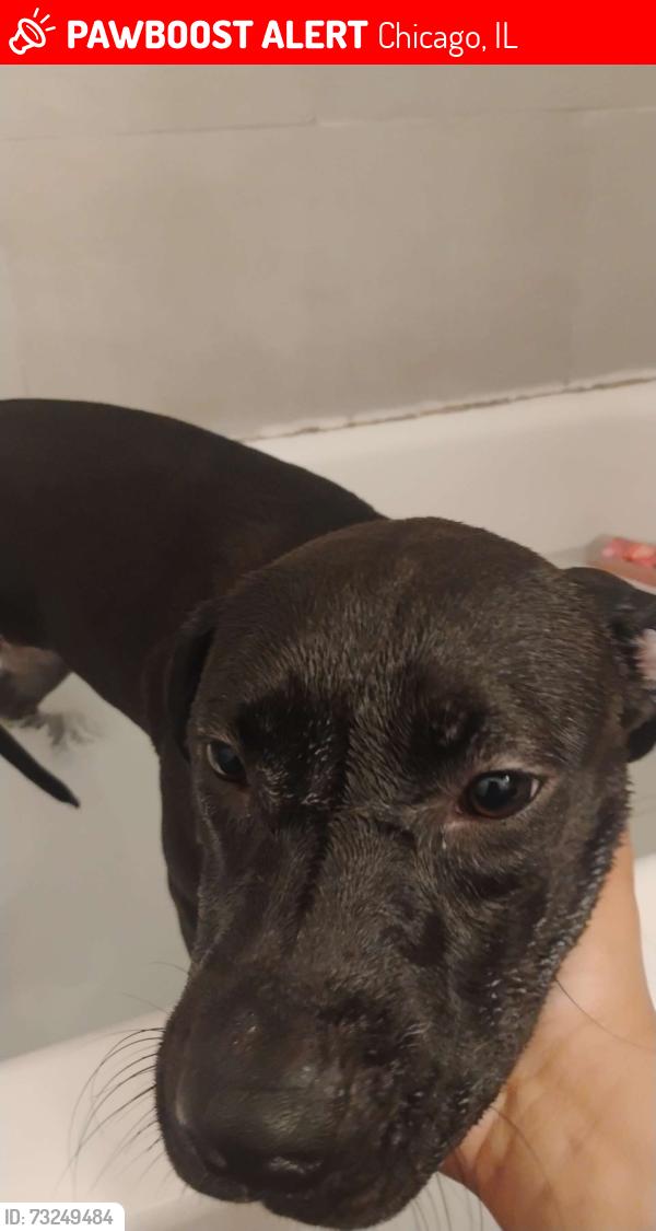 Lost Female Dog last seen I don't know.., Chicago, IL 60644