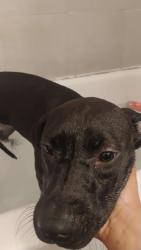 Lost Female Dog last seen I don't know.., Chicago, IL 60644
