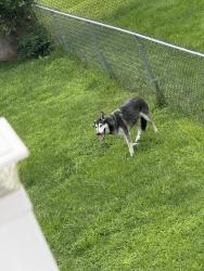 Reunited Male Dog last seen He's in my backyard, Kingston PA, not sure how long he will be here, Kingston, PA 18704