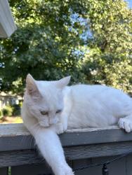 Lost Female Cat last seen Near tri city baseball fields, Rocklin, CA 95677