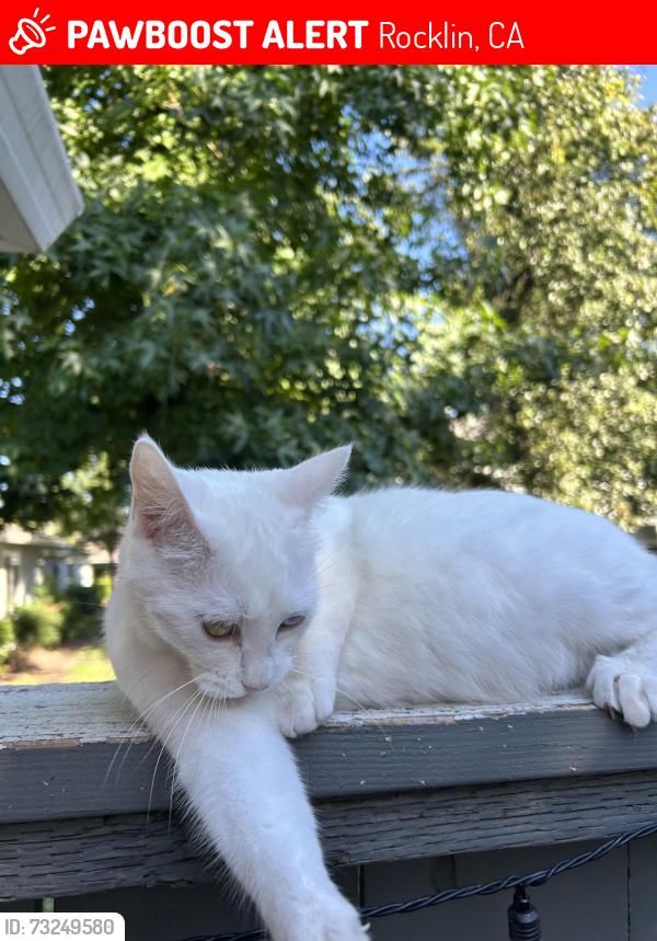 Lost Female Cat last seen Near tri city baseball fields, Rocklin, CA 95677