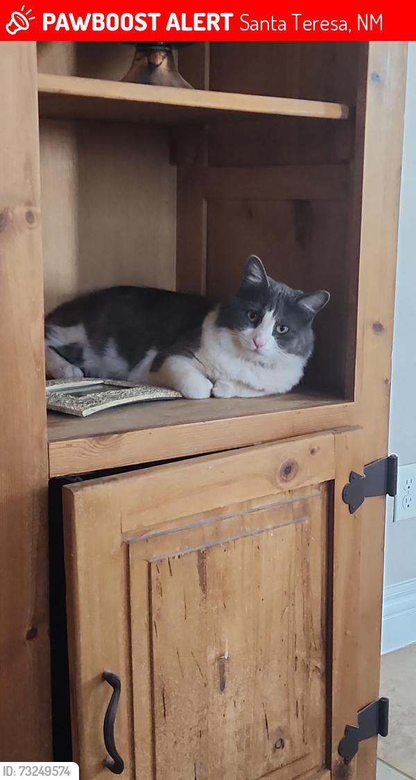 Lost Female Cat last seen Willet, Santa Teresa, NM 88008