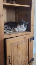 Lost Female Cat last seen Willet, Santa Teresa, NM 88008