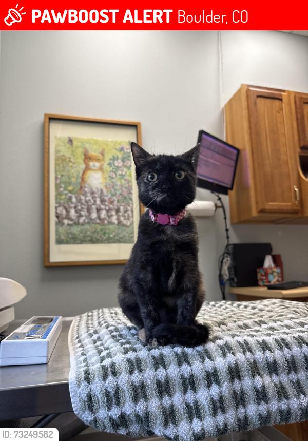 Lost Female Cat last seen Dartmouth & Kohler, Boulder, CO 80305