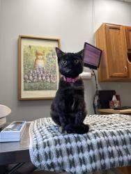 Lost Female Cat last seen Dartmouth & Kohler, Boulder, CO 80305