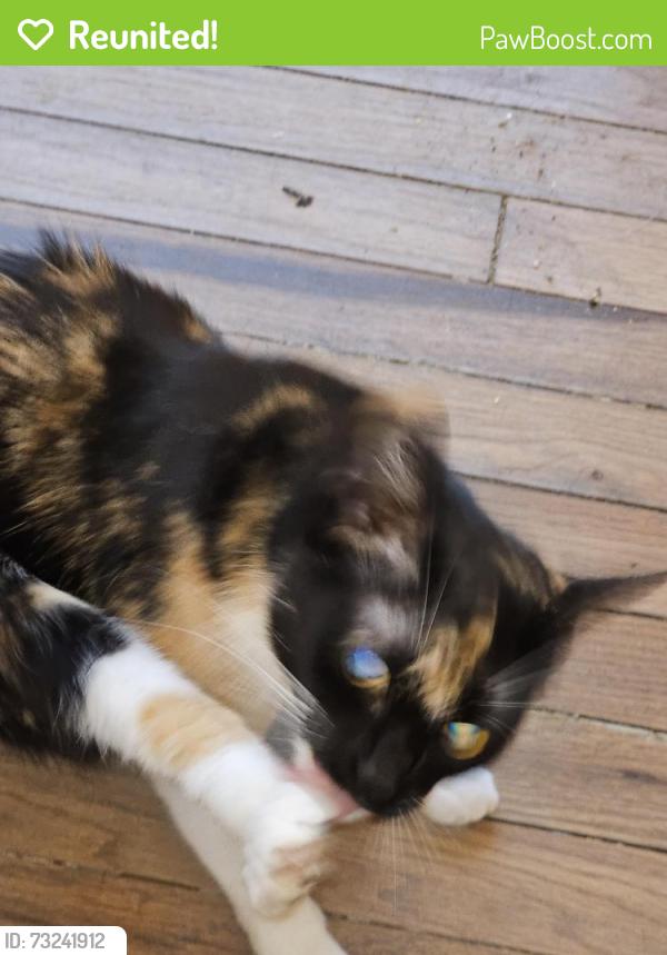 Reunited Female Cat last seen Ryfsnyder rd, Royersford, PA 19468