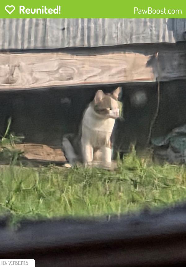 Reunited Male Cat last seen Rufus Johnson, Chicken Foot Rd, NC 28384