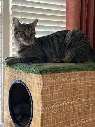 Lost Male Cat last seen Anise CV & River Hollow Drive, Memphis, TN 38016
