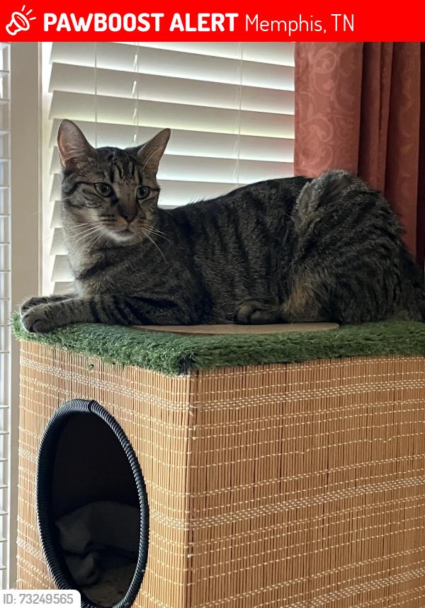 Lost Male Cat last seen Anise CV & River Hollow Drive, Memphis, TN 38016