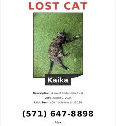 Lost Female Cat last seen Near mapleview, Pittsburgh, PA 15220
