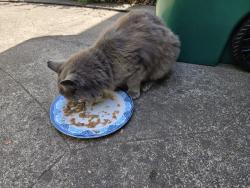 Found/Stray Unknown Cat last seen 61st Street & Colby, Colby Park, Oakland, CA 94609