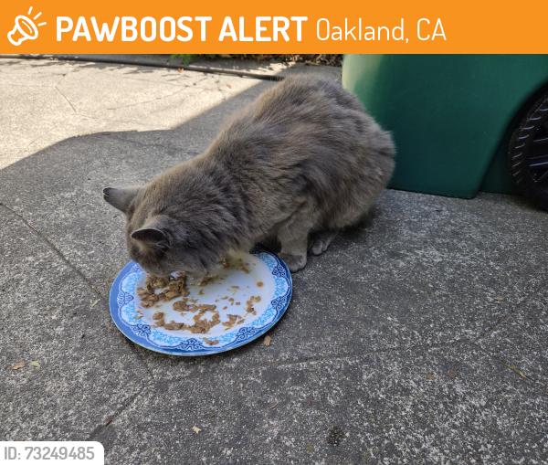 Found/Stray Unknown Cat last seen 61st Street & Colby, Colby Park, Oakland, CA 94609