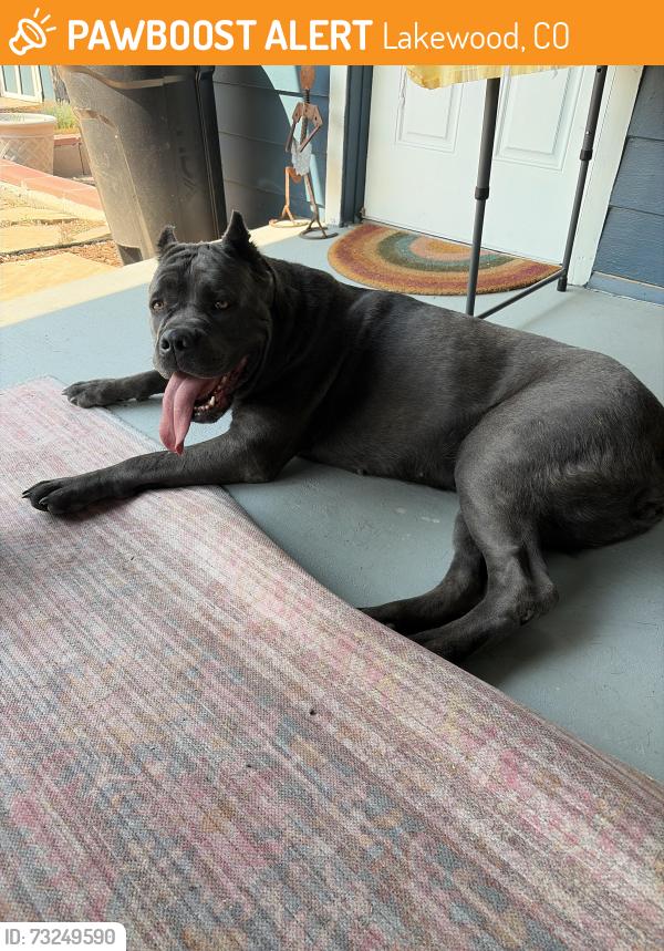 Found/Stray Female Dog last seen 20th and Kipling, Lakewood, CO 80215