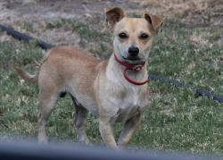 Found/Stray Male Dog last seen Beech/Lawn/Aspen/North of 24th Street, Bakersfield, CA 93301
