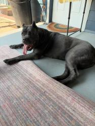 Found/Stray Female Dog last seen 20th and Kipling, Lakewood, CO 80215
