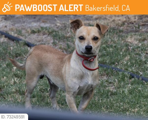 Found/Stray Male Dog last seen Beech/Lawn/Aspen/North of 24th Street, Bakersfield, CA 93301