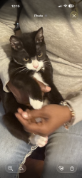 Lost Male Cat last seen Jonesboro rd, Union City, GA 30291