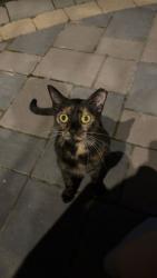 Shelter Stray Unknown Cat last seen 141st and howe, Lost/Found, IN, 10501 Hague Rd, Fishers, IN 46038, USA