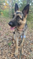 Reunited Female Dog last seen Montfort Rd and Southern Blvd, Dallas, TX 75254